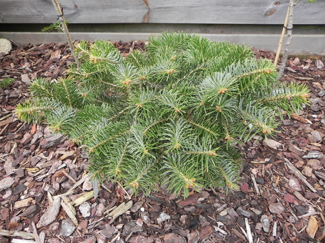 Abies cilicica 'NCSU Broom'